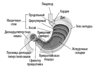 Мышцы желудка. Строение желудка и двенадцатиперстной кишки. Циркулярный слой желудка. Строение желудка слои желудка.