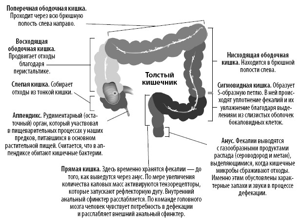 Схема прямой кишки у мужчин