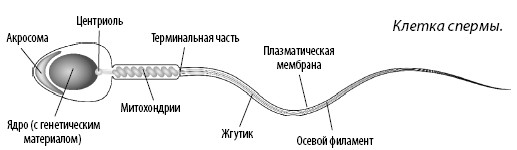 Взламывая анатомия. Схема Кена биология.