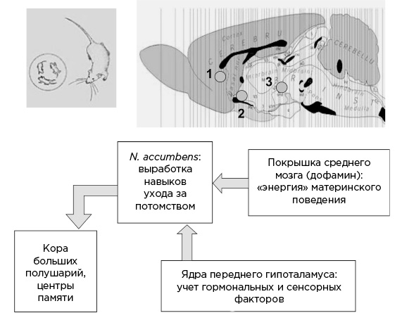 Мозг и его потребности 2.0. Мозг и его потребности Дубынин. Книга мозг и его потребности. Мозг и его потребности Дубынин книга.