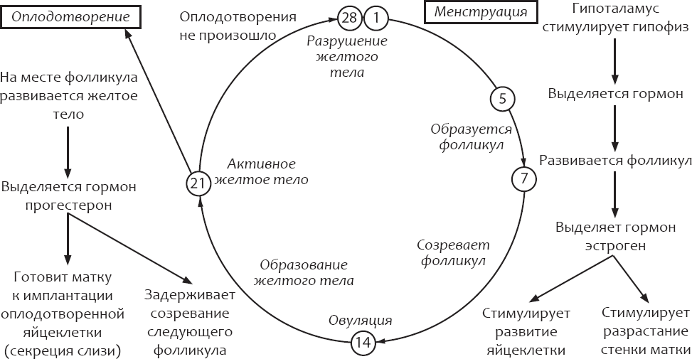 Естественный цикл. Контрацепция без последствий Богдашевская. Богдашевская Оксана Валерьевна контрацепция. Контрацепция без последствий книга Богдашевская. Женское здоровье цикл в порядке.