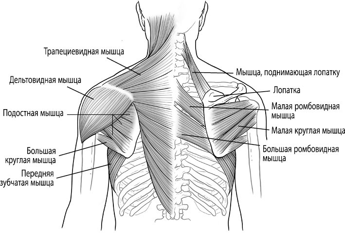 Трапециевидная мышца спины анатомия картинки для массажа