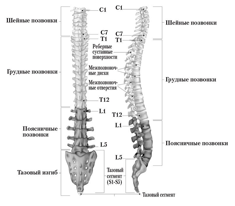 Схема позвоночника