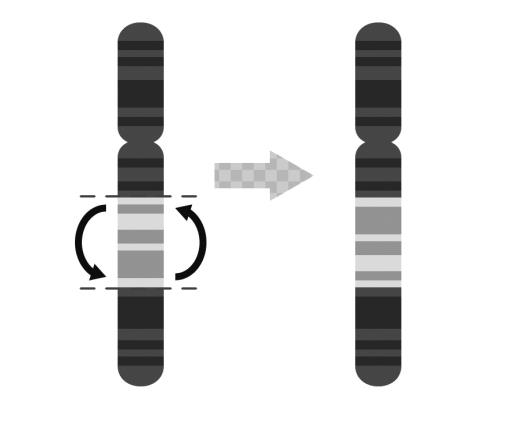 Кольцевая хромосома. In lup Genetics pdf. Кольцевая хромосома 1
