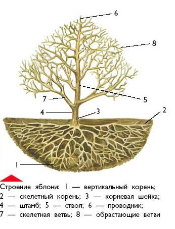 Корневая система яблони глубина схема фото