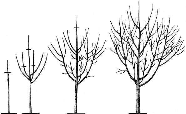 Схема формирования кроны черешни