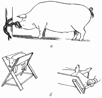 Фиксация свиней фото