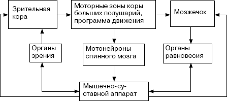 Схема двигательного акта нервной системы