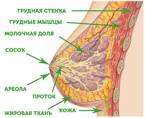 Строение женской грудины фото