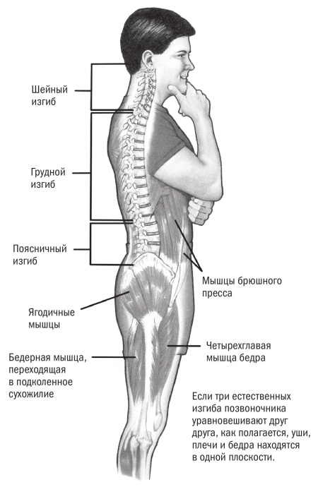 Где находится бедро у человека картинки