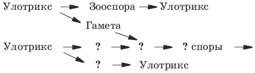 Схема размножения улотрикса 6 класс