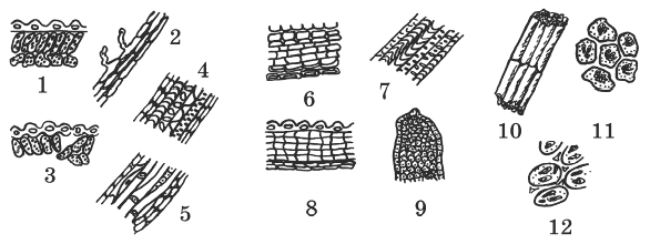 Тест по биологии 6 класс ткани растений. Ткани растений задание. Ткани растений без подписей. Типы тканей растений 6 класс. Растительные ткани рисунки.