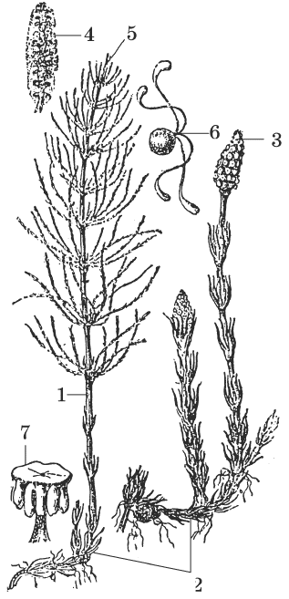 Какие отделы растений показаны на рисунке. Рисунок цикл развития голосеменных растений. Отдел растений картинки к линии задани 23. Голосеменные и Покрытосеменные растения примеры с рисунками.