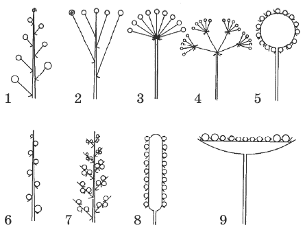 Рассмотрите рисунки на которых изображены схемы соцветий