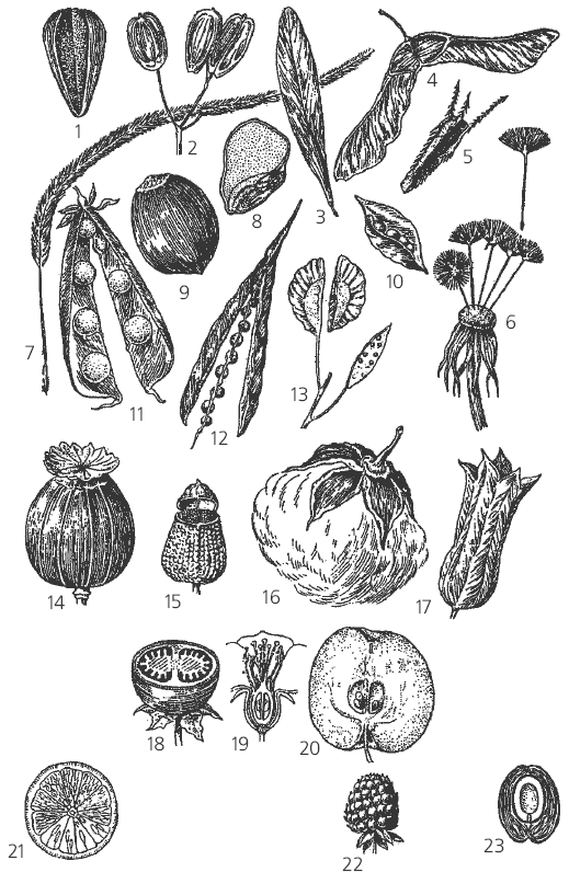 Семенные растения рисунки. Плод семянка схема. Сухие раскрывающиеся многосемянные плоды. Сухие многосемянные плоды крылатка. Крылатка псевдомонокарпный плод.