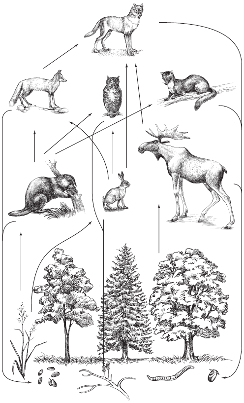 Рисунок пищевая цепь елового леса