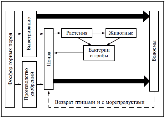 Составьте схему круговорота фосфора и разными стрелками покажите перемещение фосфорсодержащих