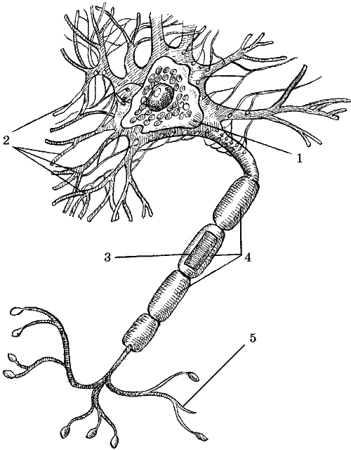 Строение нейрона рисунок с подписями. Строение нейрона. Аксон и дендрит нервные волокна?. Внутриклеточное строение нейрона. Нервная ткань строение нейрона.