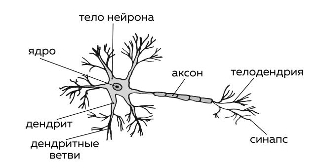 Короткий сильно ветвящийся отросток нервной клетки. Шипики дендритов. Скопление тел нейронов и дендритов. Виды аксонов и дендритов. Аксоны и дендриты многочисленные.