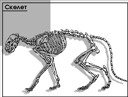 Скелет кошки схема