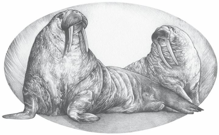 Рисунок кита тюленя моржа. Киты тюлени моржи поделки. Картинки рисование китов дельфинов моржей тюленей. Творческие рисунки киты, моржи, тюлени.