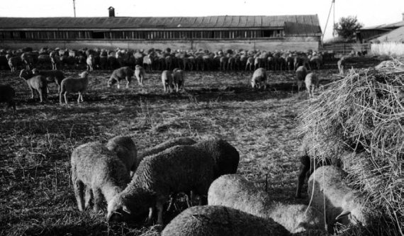 Под колхозом совхоз. Овцеводство в Воронежской области в СССР. Овцеводство в СССР. Животноводство колхоз. Кошары в сельском хозяйстве.