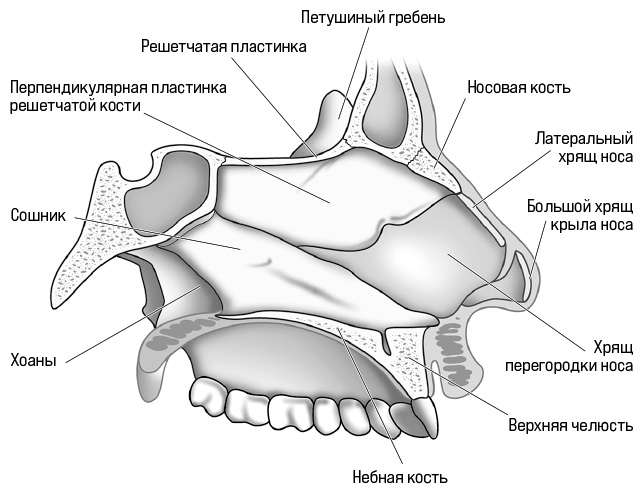 Перпендикулярная пластинка решетчатой кости. Решетчатая кость носа. Решетчатая пластинка решетчатой кости. Хрящ носовой перегородки. Петушиный гребень решетчатой кости.