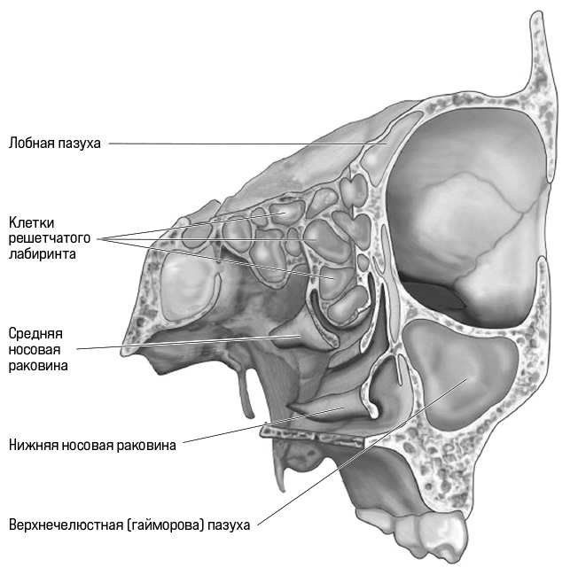Лабиринт решетчатой кости. Решетчатый Лабиринт решетчатой кости. Гайморова пазуха анатомия. Решетчатый Лабиринт и клиновидные пазухи. Решетчатый Лабиринт верхнечелюстной пазухи.