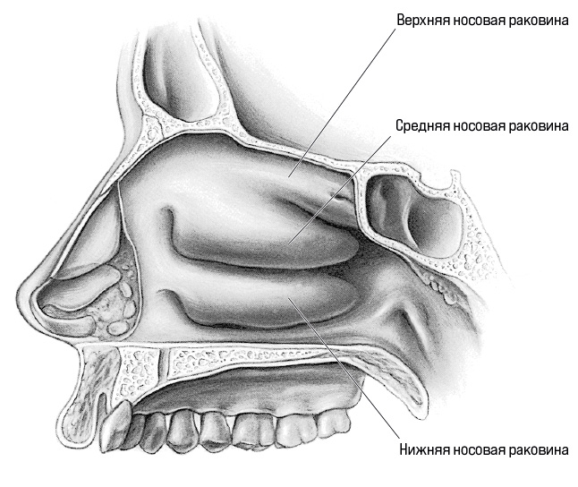 Носовые раковины находятся