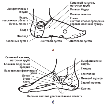 Лимфоузлы на стопе расположение фото у женщин