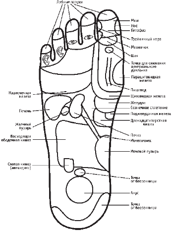 Карта рефлекторных зон стопы