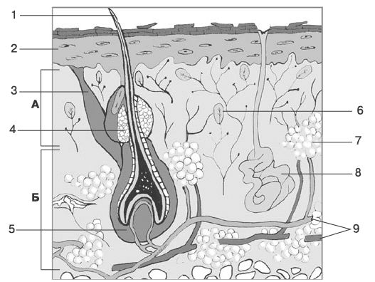 Строение кожи рисунок 71