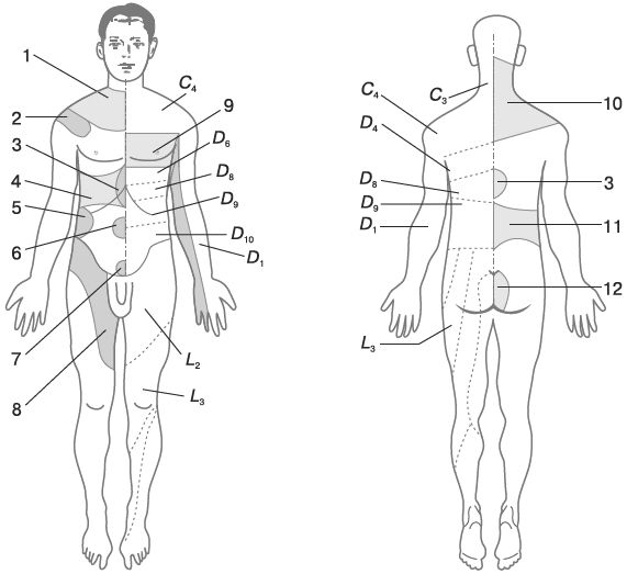 Зона поясницы. Схема массажа тела. Зоны массажа тела. Рефлекторные зоны тела человека. Массажные зоны тела схема.