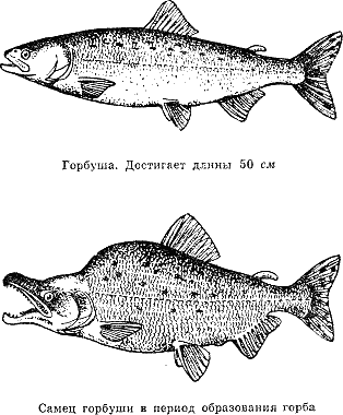 Горбуша отличие самца от самки. Отличить горбушу самку от самца. Горбуша самка и самец. Различия горбуши самка и самец.