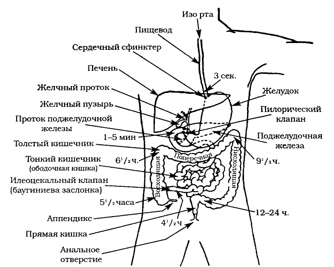 Рот пищевод кишечник. Клапаны в пищеварительной системе человека. Сфинктеры пищеварительной системы схема. Сфинктеры пищеварительной трубки. Схема ЖКТ человека рисунок.