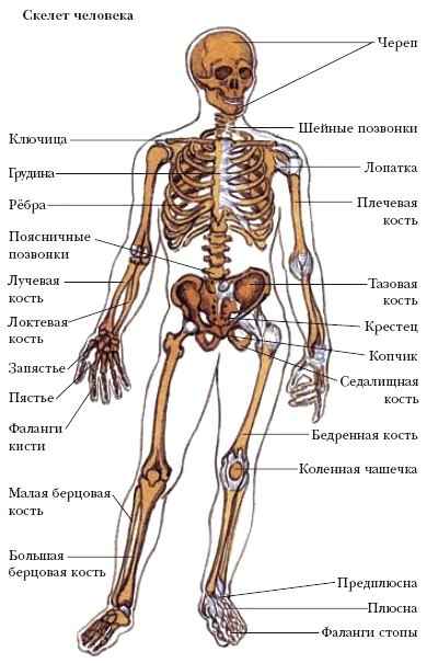 Строение скелета человека анатомия рисунок с подписями