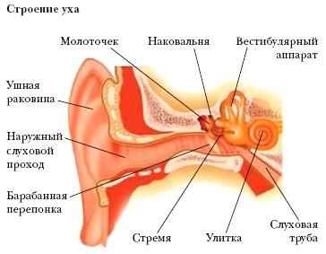 Строение органа слуха рисунок биология 8 класс