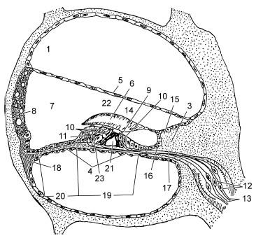 Схема поперечного среза улитки