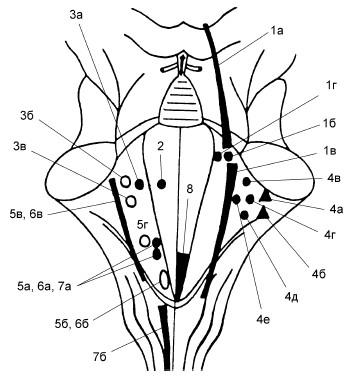 Проекция ядер черепных нервов на ромбовидную ямку схема