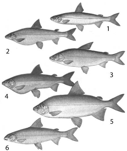 Семейство сиговых рыб список с фото и названиями