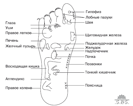 Массаж стоп схема движений