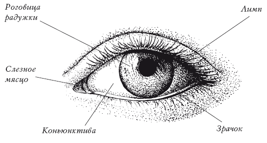 Рисунок глаза егэ