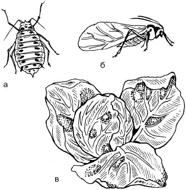 Тип развития насекомых капустная тля. Крестоцветные клопы рис. Клоп капустный рисунок. Капустная тля цикл развития.