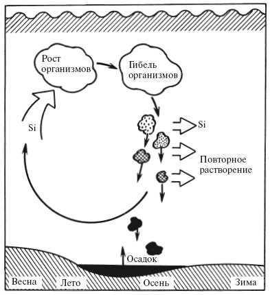Круговорот кремния в природе схема