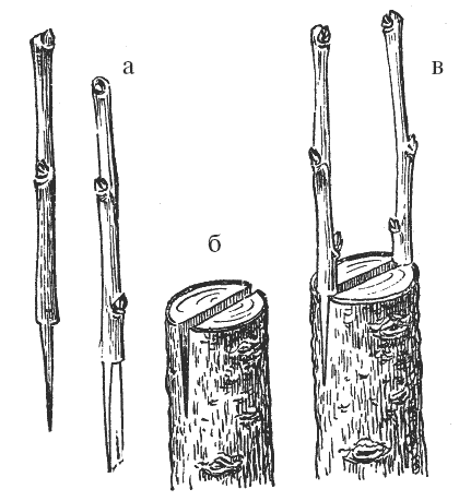 Прививка яблони в расщеп весной поэтапно с рисунком