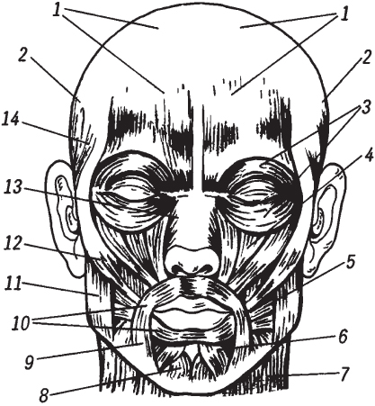 Мышцы на лице схема