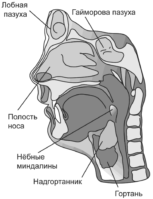 Лобная пазуха