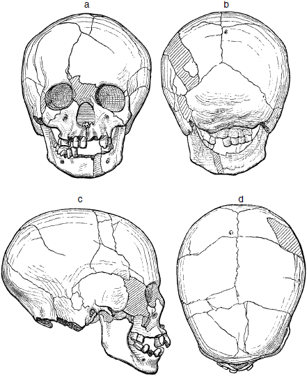 Череп спереди рисунок