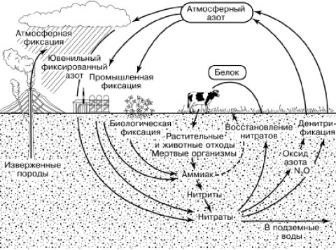 Круговорот азота в биосфере схема и пояснения