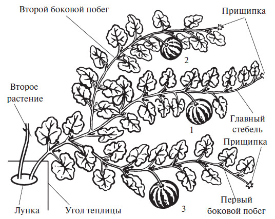 Схема прищипки арбуза